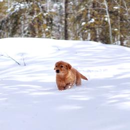 Golden Retriever Puppies from Pitchpine Retrievers