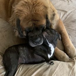 French Bulldog Puppies from FOSTERS FRENCHIES
