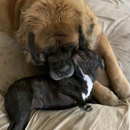 French Bulldog Puppies from FOSTERS FRENCHIES