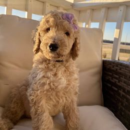 Jojo - Apricot Goldendoodle puppy in Pataskala, Ohio from Doodle Love