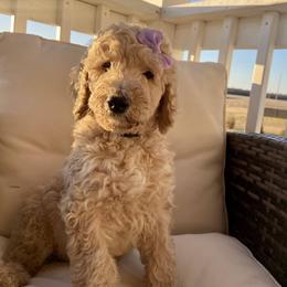 Jojo - Apricot Goldendoodle puppy in Pataskala, Ohio from Doodle Love