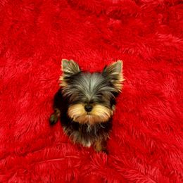 Yorkshire Terrier Puppies from The Royal Yorkie Den LLC