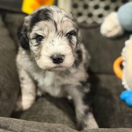 Hama - Merle male Sheepadoodle puppy in Clemson, South Carolina from Love Tallulah Sheepadoodles LLC
