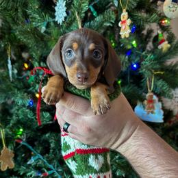 Dachshund Puppies from Thomas Homestead and Rabbitry