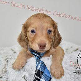 Chocolate based shaded cream dapple - Dapple male Dachshund puppy in Seminary, Mississippi from Down South Mavericks Dachshunds