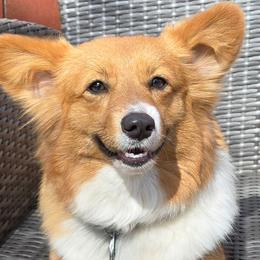 Fable - Pembroke Welsh Corgi