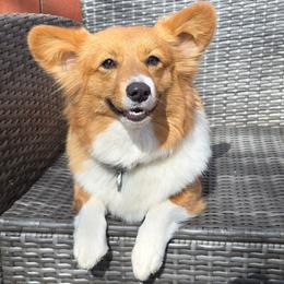 Fable - Pembroke Welsh Corgi