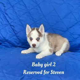 Baby girl 2 - Red and white female Siberian Husky puppy in Ocala, Florida from Florida Husky Puppies