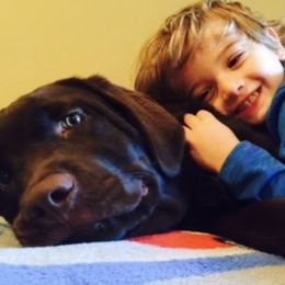 Labrador Retrievers from Brooklyn Labradors