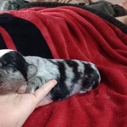 Ben-Jamin - Blue merle male Australian Shepherd puppy in Sultan, Washington from Van Huitt Australian Shepherds
