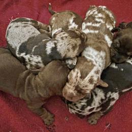 Big boy - Dapple male Dachshund puppy in Michigan And Florida Locations, Michigan from UP North Dachshunds UPNDLLC