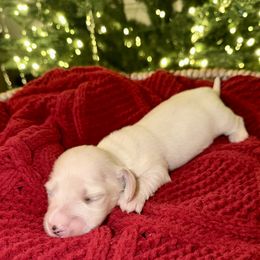 Girl 2 - female Dachshund puppy in Denair, California from Doxie Lux