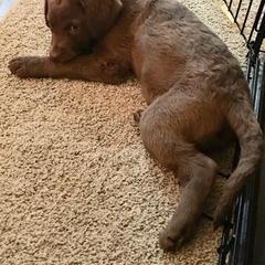 Chesapeake Bay Retriever Puppies from Eska Creek Chesapeakes