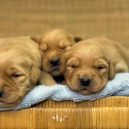 Boy 5 - Golden male Golden Retriever puppy in Tonasket, Washington from Denzil’s Goldens