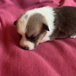 Fancy - Red female Pembroke Welsh Corgi puppy in Hillsville, Virginia from Bonderosa Kennels