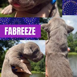 Fabreeze - Chocolate female Great Dane puppy in Wellsville, New York from Prophecy Danes