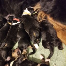 Bernedoodle and Goldendoodle Puppies from Happy Valley Doodles
