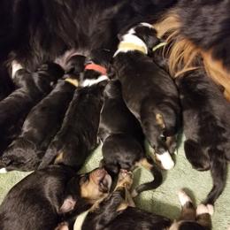 Bernedoodle and Goldendoodle Puppies from Happy Valley Doodles