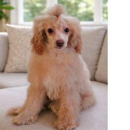 Koda - Apricot male Poodle puppy in Salem, Missouri from Meadowbrook Poodles