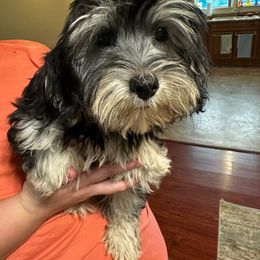 Banjo - Havanese