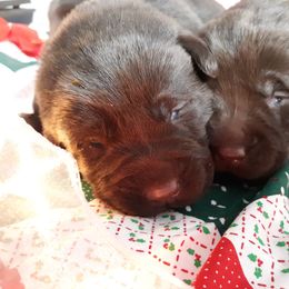 Labrador Retriever Puppies from Aldrich Mountain Labradors