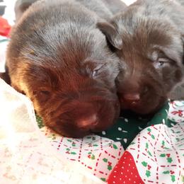 Labrador Retriever Puppies from Aldrich Mountain Labradors