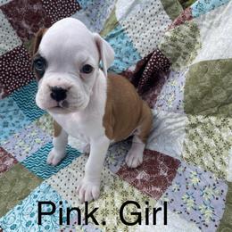 Boxer Puppies from David's Boxers