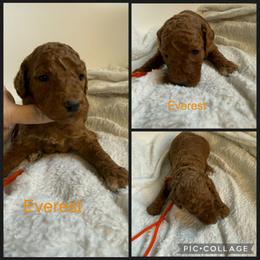 Everest - Red  male Poodle puppy in Mount Vernon, Illinois from AMC Poodles