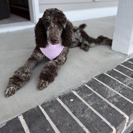 Aerie - Goldendoodle