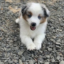Miniature American Shepherd Puppies from AKC Emerald Minis