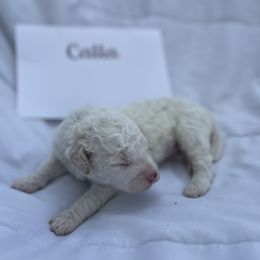 Calla - White female Lagotto Romagnolo puppy in Minster, Ohio from 1880 Lagotto