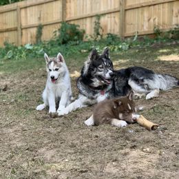 Siberian Husky Puppies from Myths and Legends Siberian Huskies