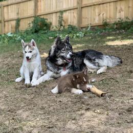 Siberian Husky Puppies from Myths and Legends Siberian Huskies
