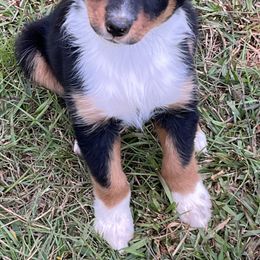 Miniature Australian Shepherd Puppies from Sweet N Sassy  Australian Shepherds