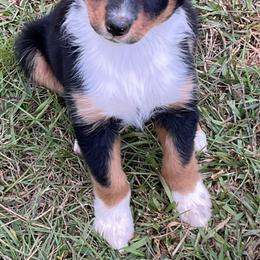 Miniature Australian Shepherd Puppies from Sweet N Sassy  Australian Shepherds