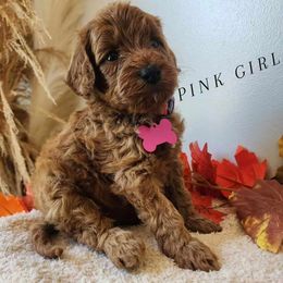 Dark pink girl - Red  female Goldendoodle puppy in Bristol, Tennessee from 4goldendoodles
