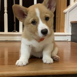 Pembroke Welsh Corgi Puppies from Royal Corgis