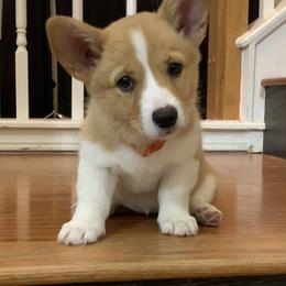 Pembroke Welsh Corgi Puppies from Royal Corgis