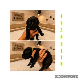 Boy 6 - Black male Cane Corso puppy in Scott County, Tennessee from Nuovo Inizi Kennels