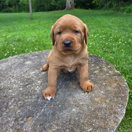 Layla's Girl 1 - Yellow female Labrador Retriever puppy in Williamsburg, Pennsylvania from River View Labradors