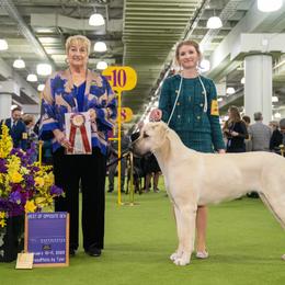 Anatolian Shepherd Dogs and Vizslas from Royal Kennels