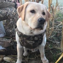 Labrador Retrievers from True Grit Kennels