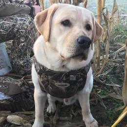 Labrador Retrievers from True Grit Kennels