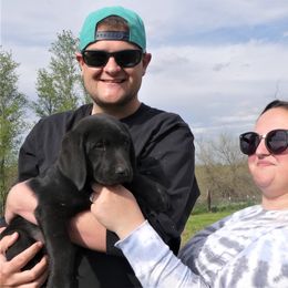 Labrador Retriever Puppies from True Labradors