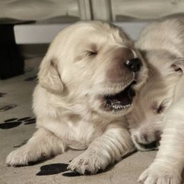 Golden Retriever Puppies from Graceful Goldens