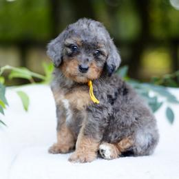 Yellow collar - Blue merle female Bernedoodle puppy in Spokane, Washington from Doodle Love