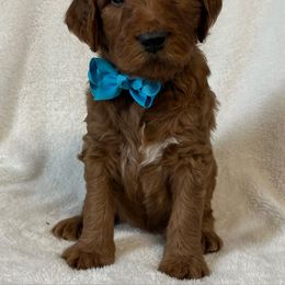 Goldendoodle Puppies from The Bruce Farm