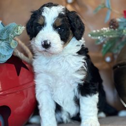 Cole - Black tri-color male Aussiedoodle puppy in Burbank, Ohio from Berns & Doodles