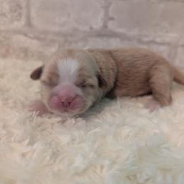 Arielle - Gold female Shih Tzu puppy in West Pawlet, Vermont from Morgan's Shih Tzus