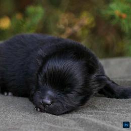 Cocoa - Black female Pomeranian puppy in Bremen, Indiana from AMS Pomeranians and Pomskies in Indiana